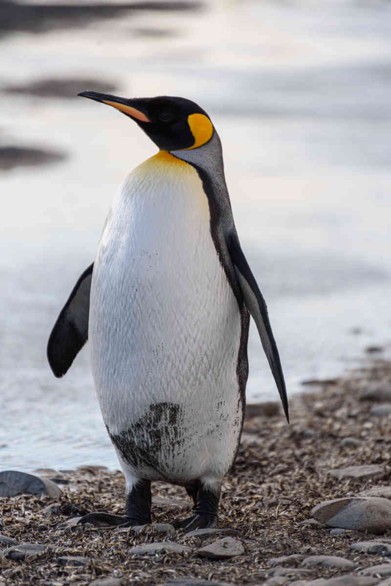 Pingüino Rey - islas Georgias del Sur 032.jpg